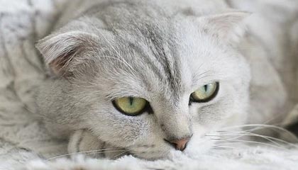 合规与安全并重的网络内容获取指南