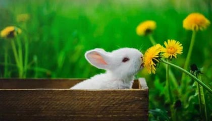 且听风吟电影网：在风声里聆听好片的温柔体验